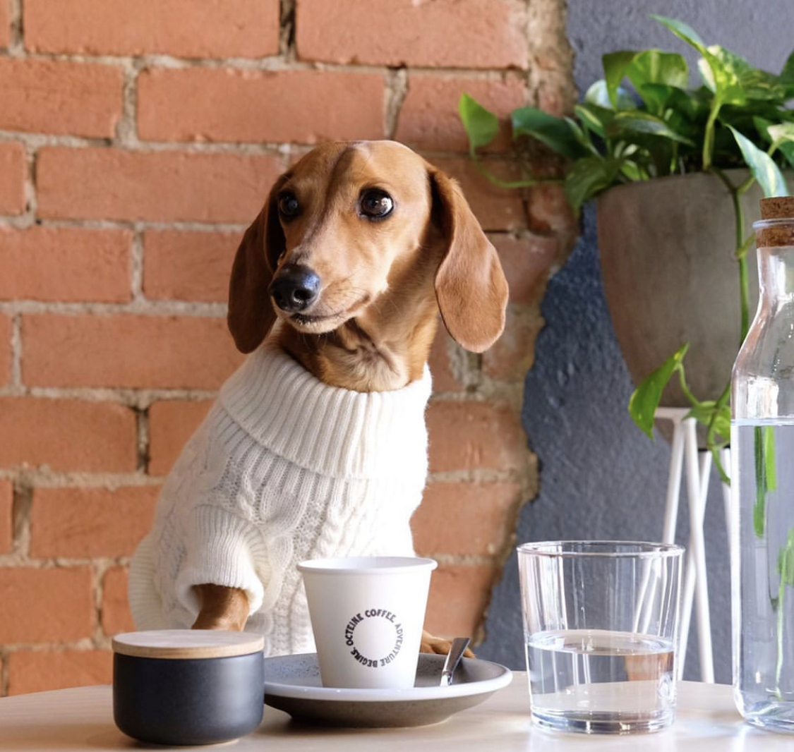 Dachshund wearing a white sweater and a coffee on top of the table