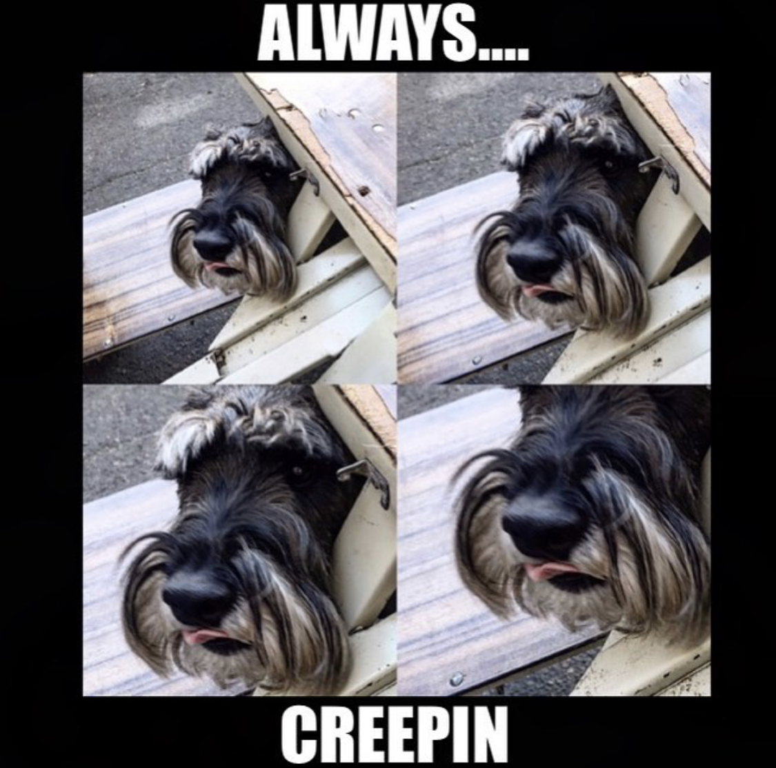 collage photo of Schnauzer peeking from under the table photo with caption 