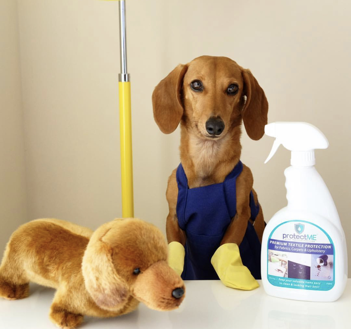 Dachshund wearing a blue apron and gloves with cleaning materials and stuffed toy on the table