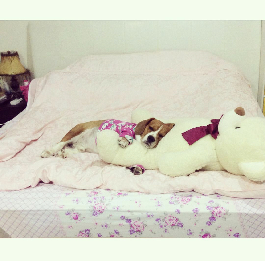 Beagle sleeping on the bed while hugging the feet of a large teddy bear