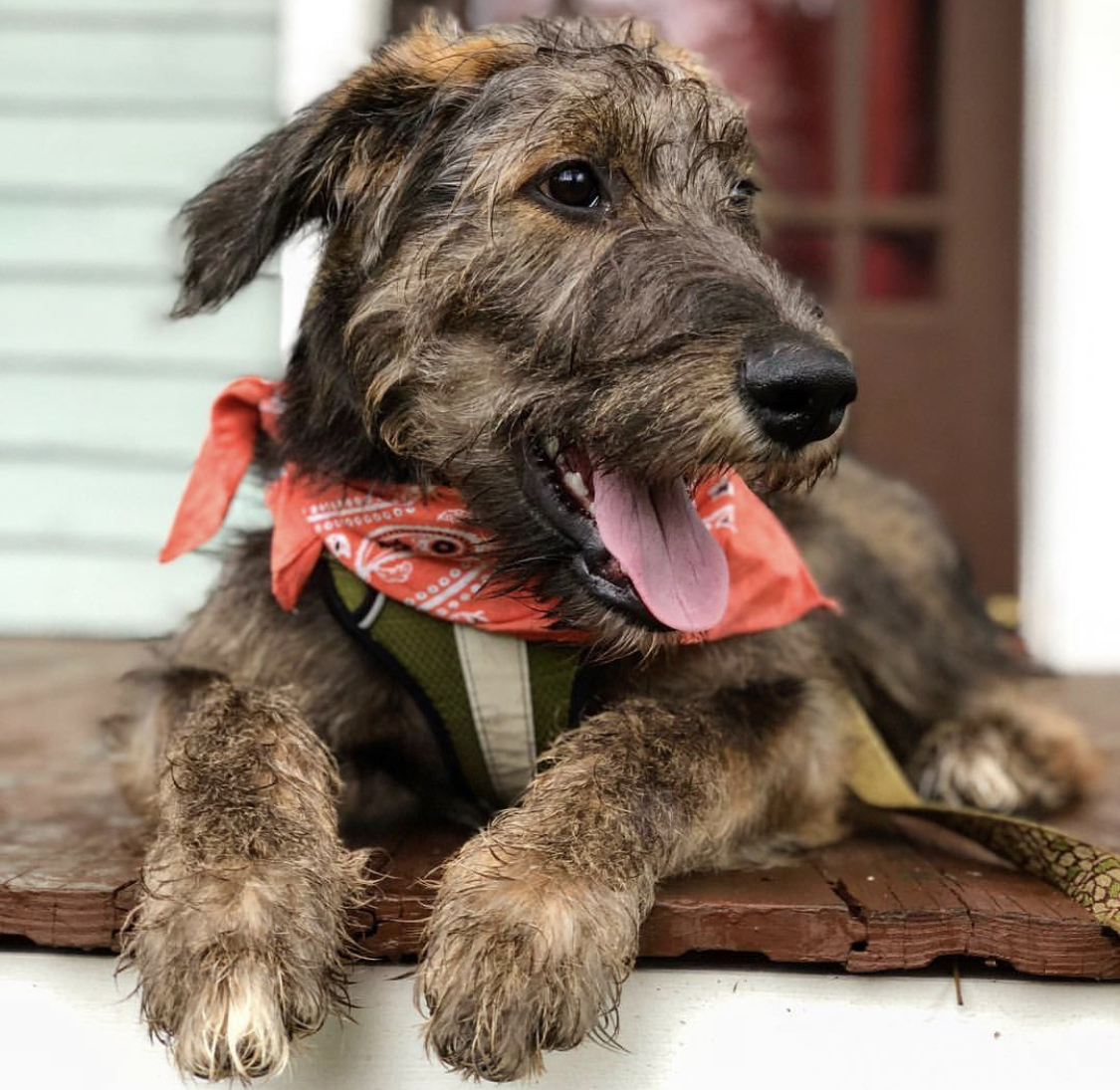 German Poodle lying down in the front porch while looking sideways and sticking its tongue out