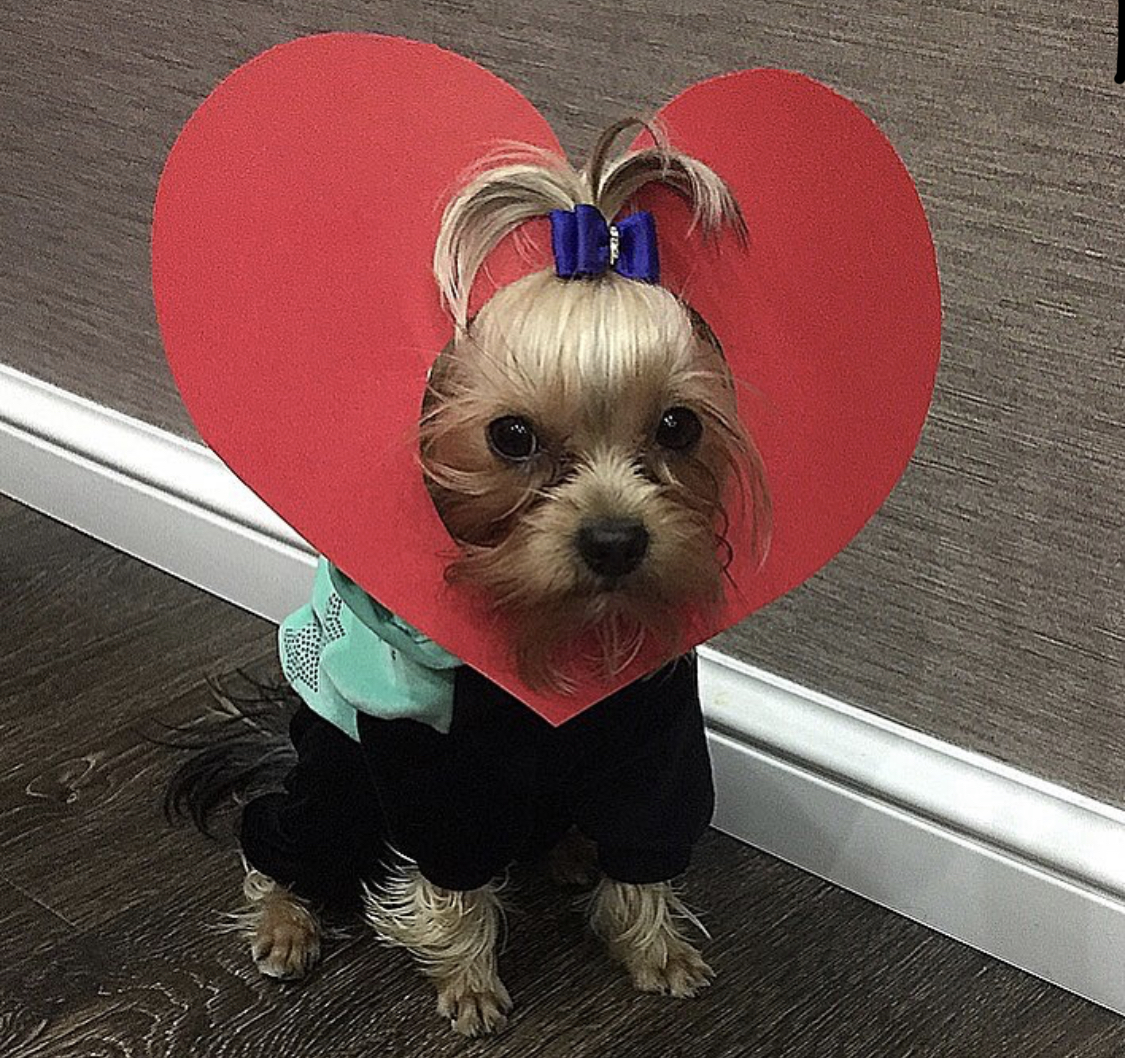 Yorkshire Terrier wearing a red heart shaped cardboard around its face while sitting on the floor