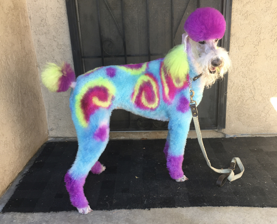 A Poodle with purple, yellow, and pink fur color standing on the floor