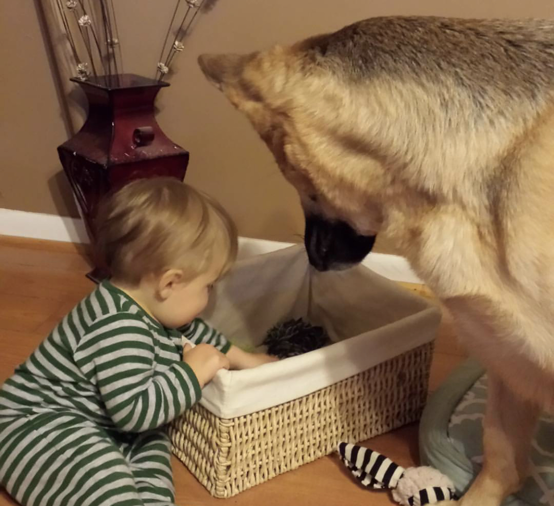 A German Shepherd standing on the floor while looking at the baby playing with her toys