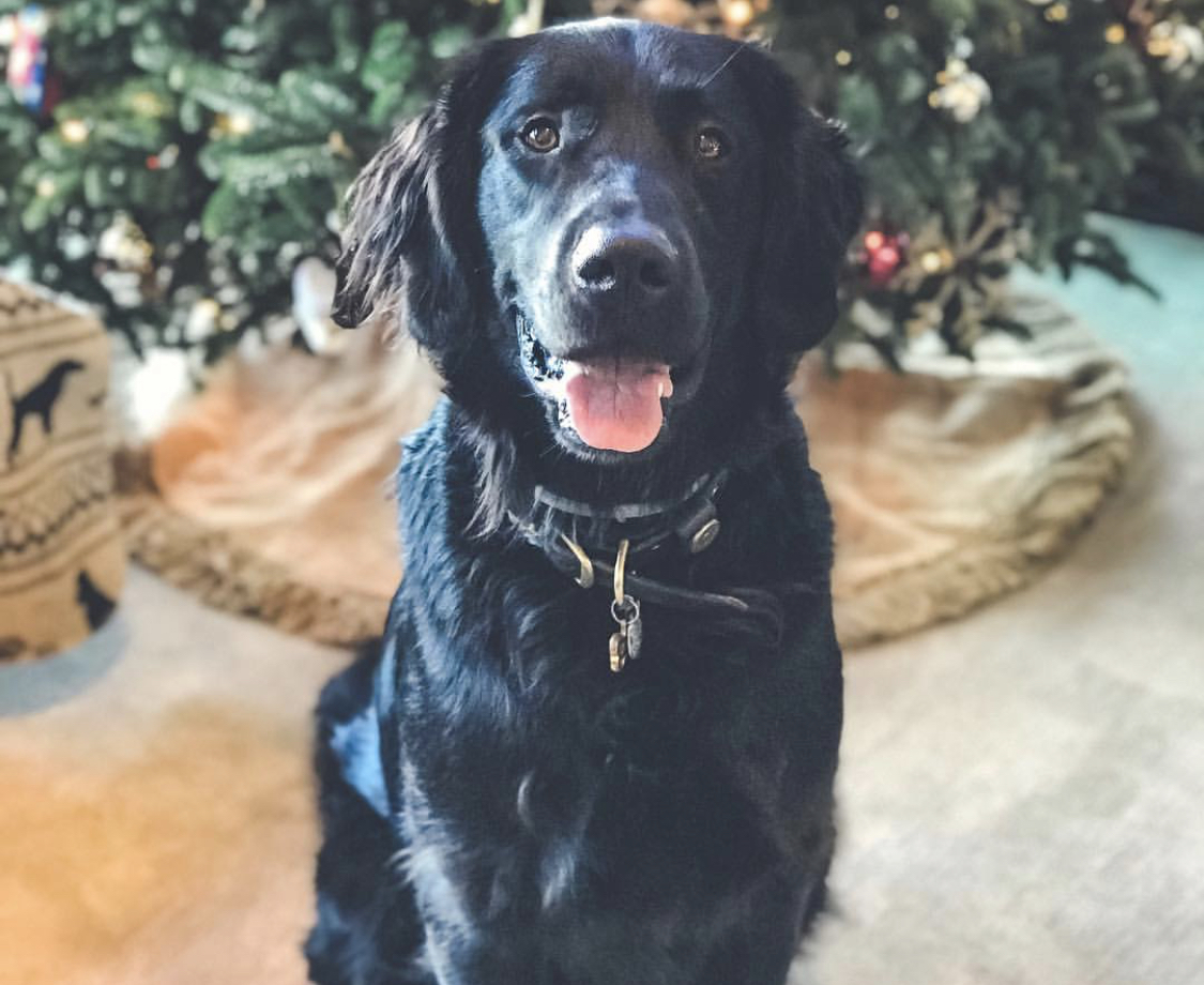 black Great Retriever sitting on the floor with a Christmas tree behind him