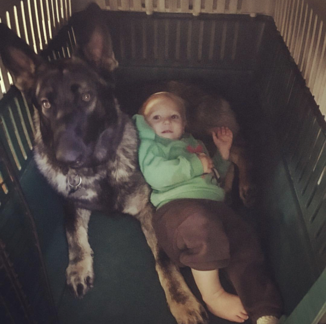 A German Shepherd lying inside the crib with a kid