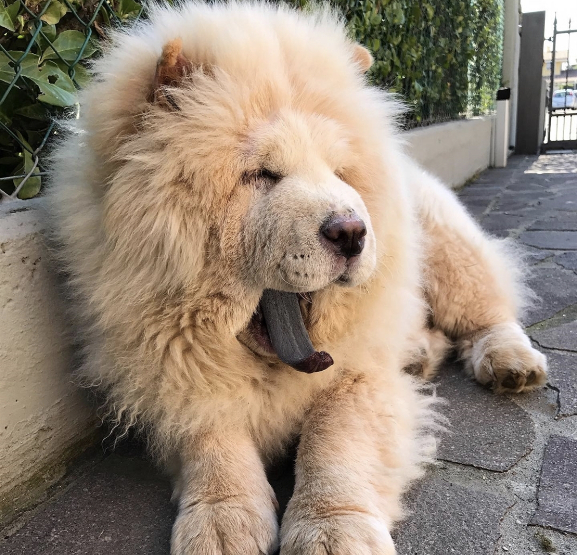 A Chow Chow lying on the pavement while yawning