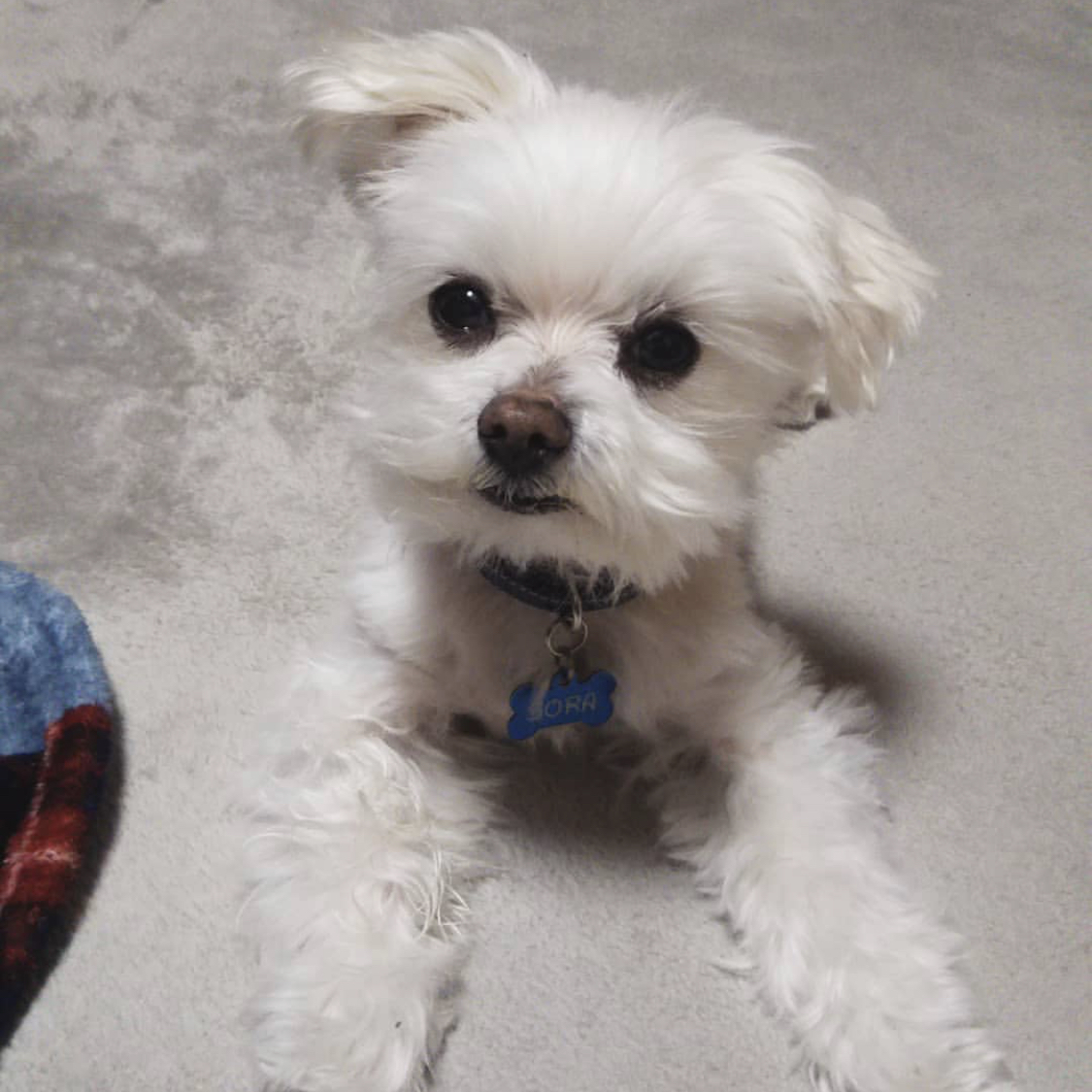 A Maltese dog lying on the floor with its begging face