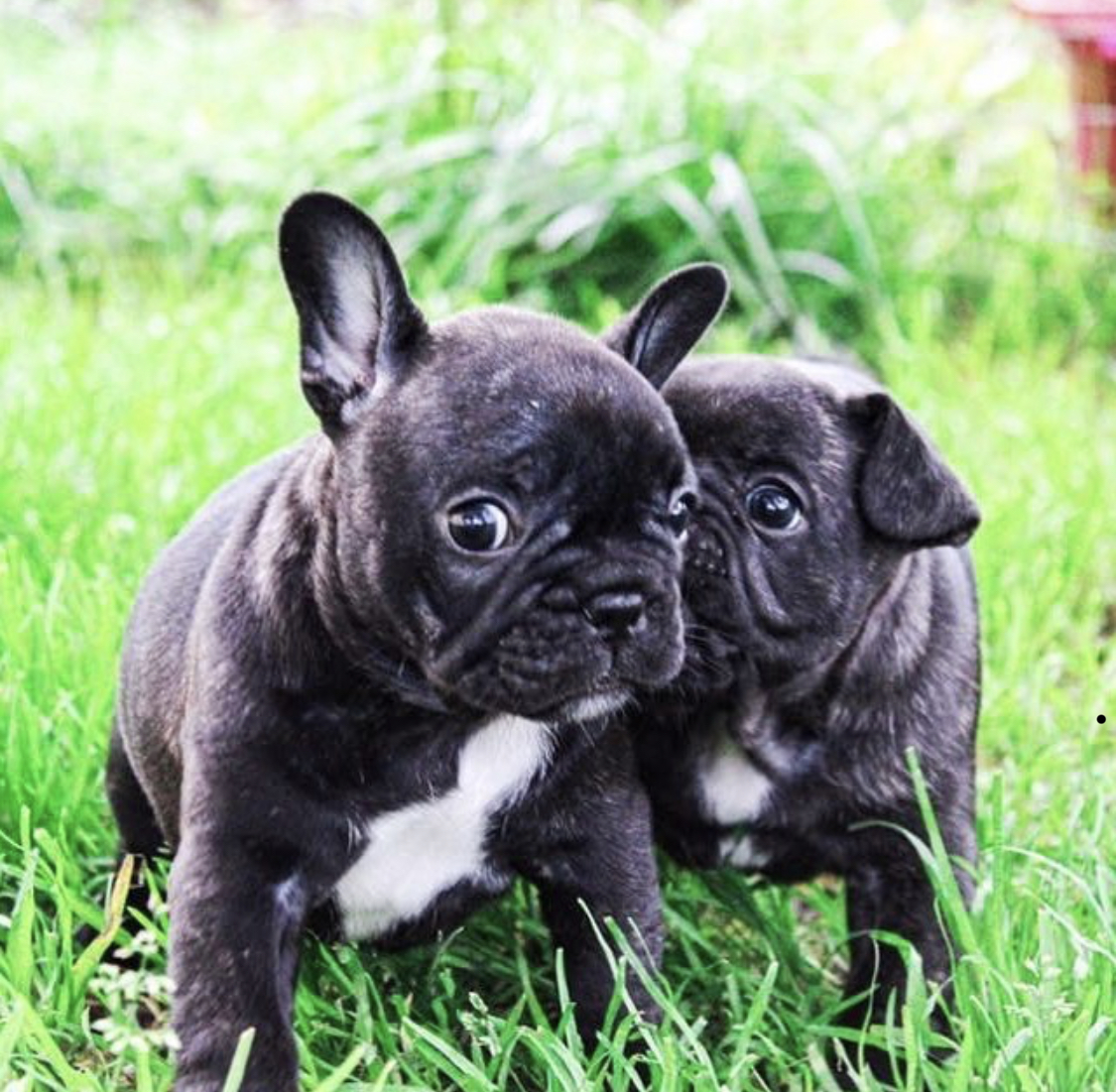 two French Bulldog puppies standing on the green grass