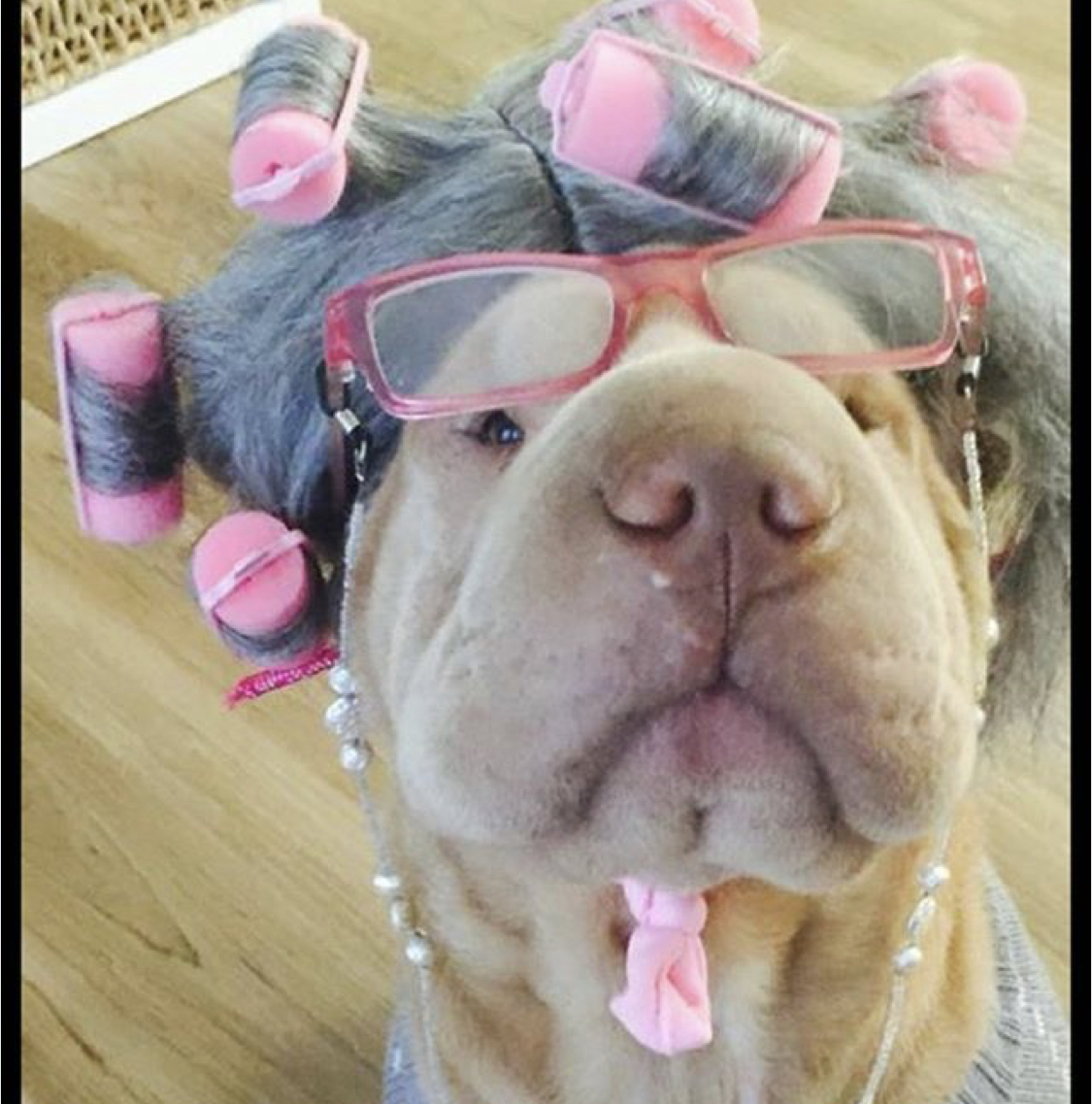 Shar Pei in grey hair with curlers while wearing glasses
