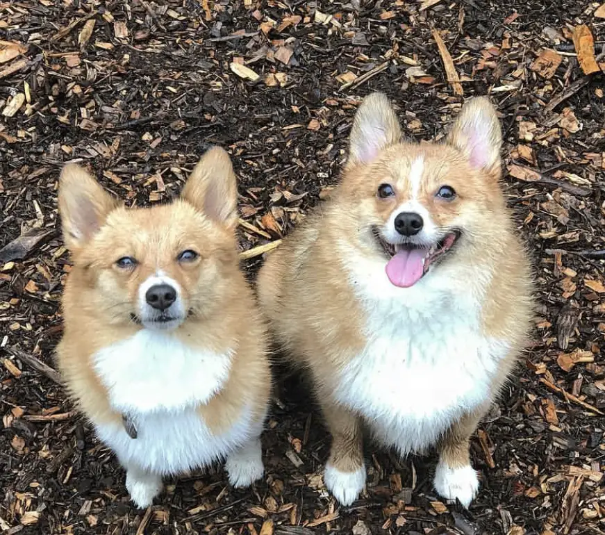 two Corgiranians sitting on the ground while looking up smiling