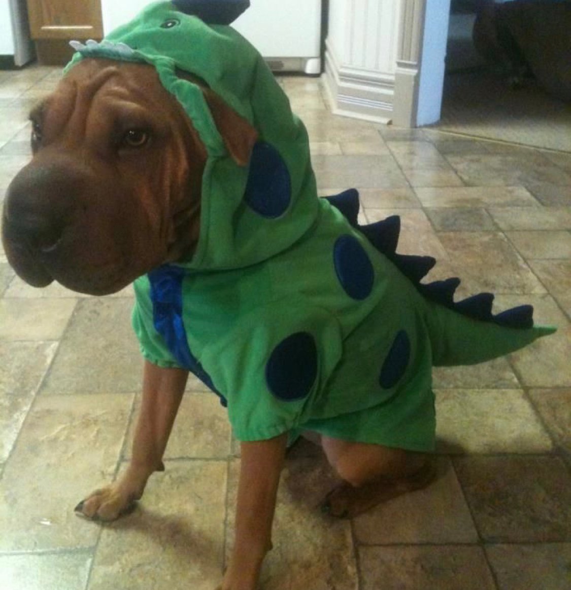 Shar Pei in dinosaur costume