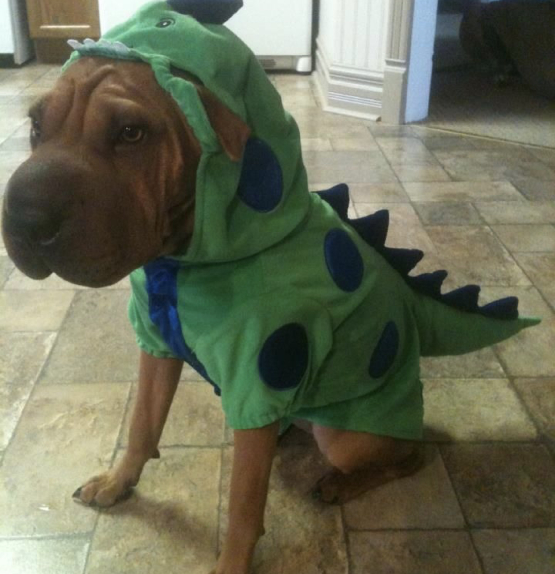 Shar Pei in dinosaur costume