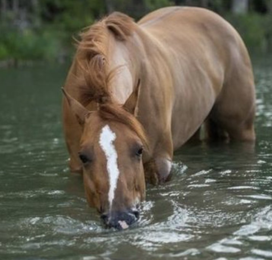 brown Horse with its legs soaked in lake water and drinking from it
