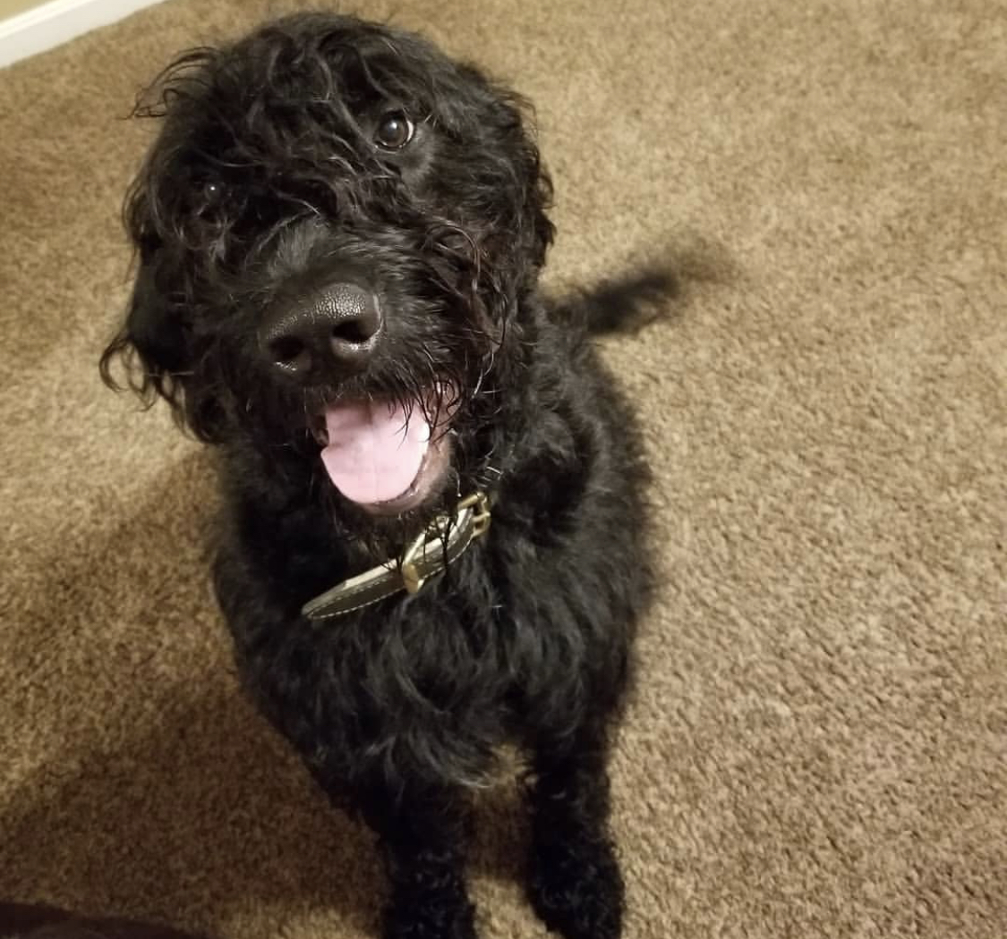 A black Poodstiff sitting on the floor while smiling