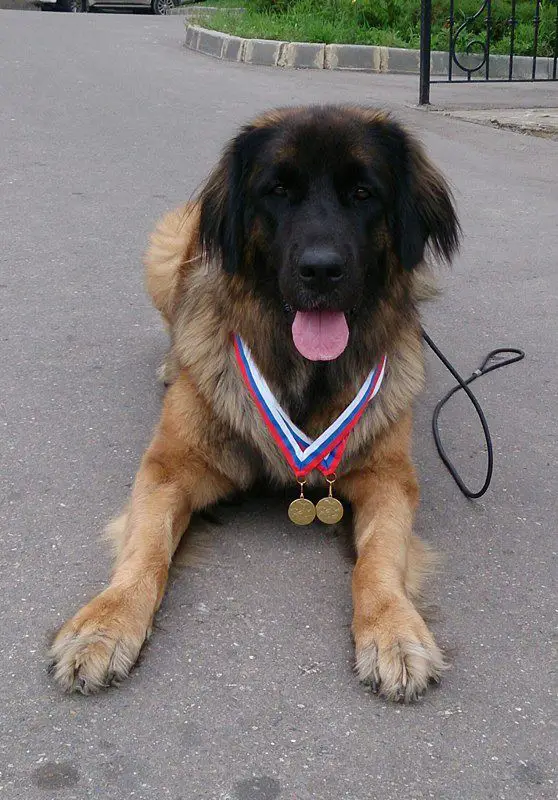 A Leonberger lying in the street while wearing a gold medal around its neck