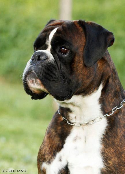 Boxer Dog at the park looking sideways