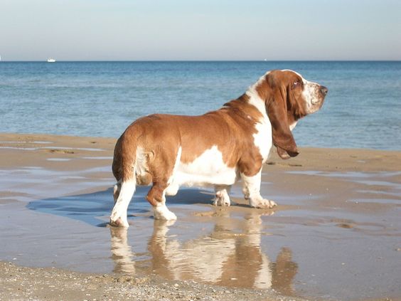 Basset Hound dog walking by the seashore