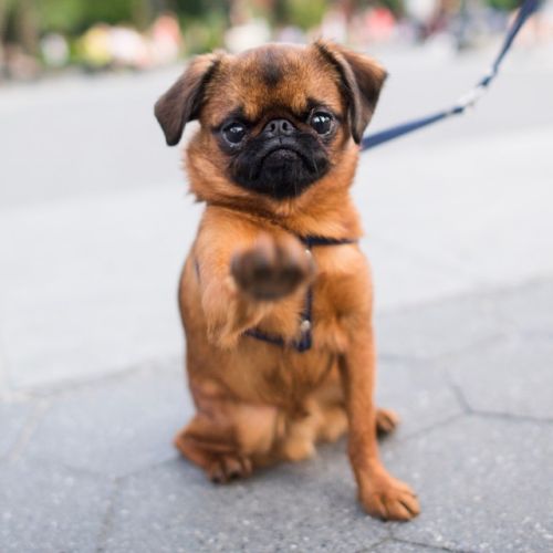 A Brussels Griffon sitting on the pavement while giving a paw