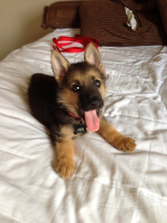 A German Shepherd puppy lying on the bed with its mouth open and tongue out