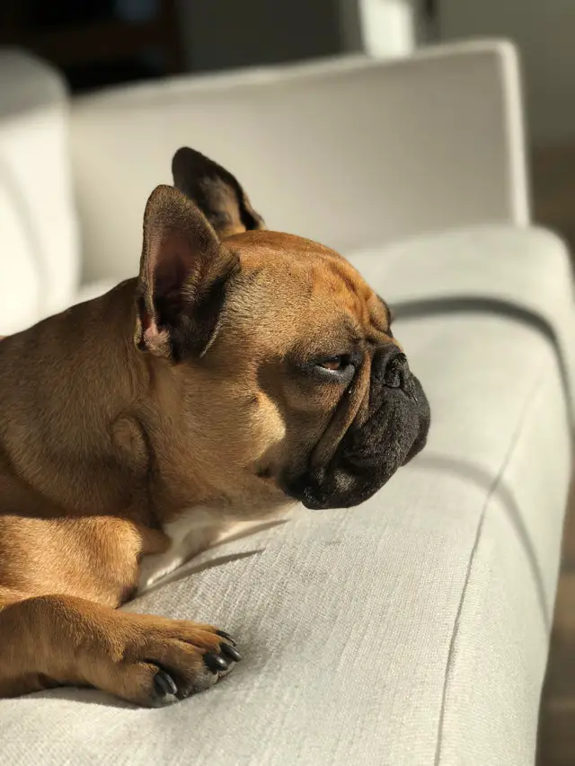 A French Bulldog lying on the couch facing the sunlight