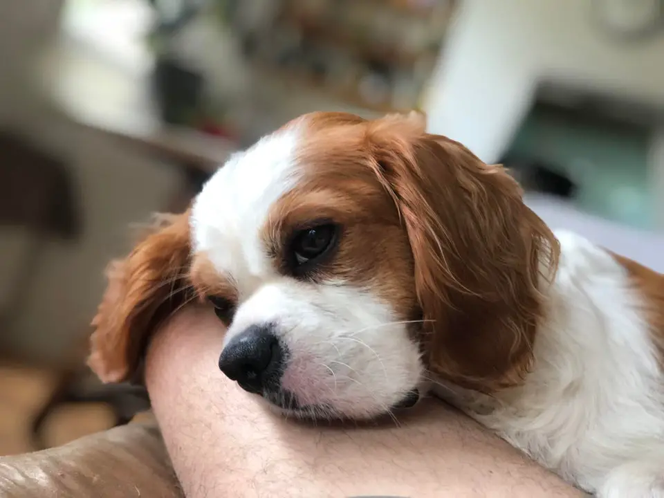 sweet face of a Cavalier King Charles Spaniel puppy on the leg of a man lying on the couch