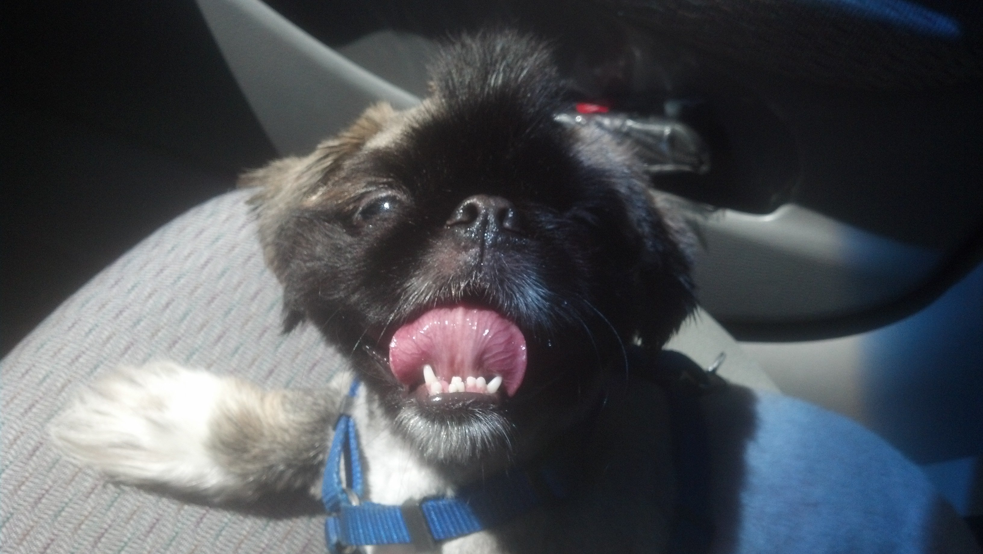 black and white Pekingese dog sitting on the passenger seat