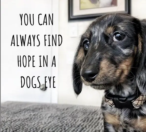 sweet face of a Dachshund photo with a text 