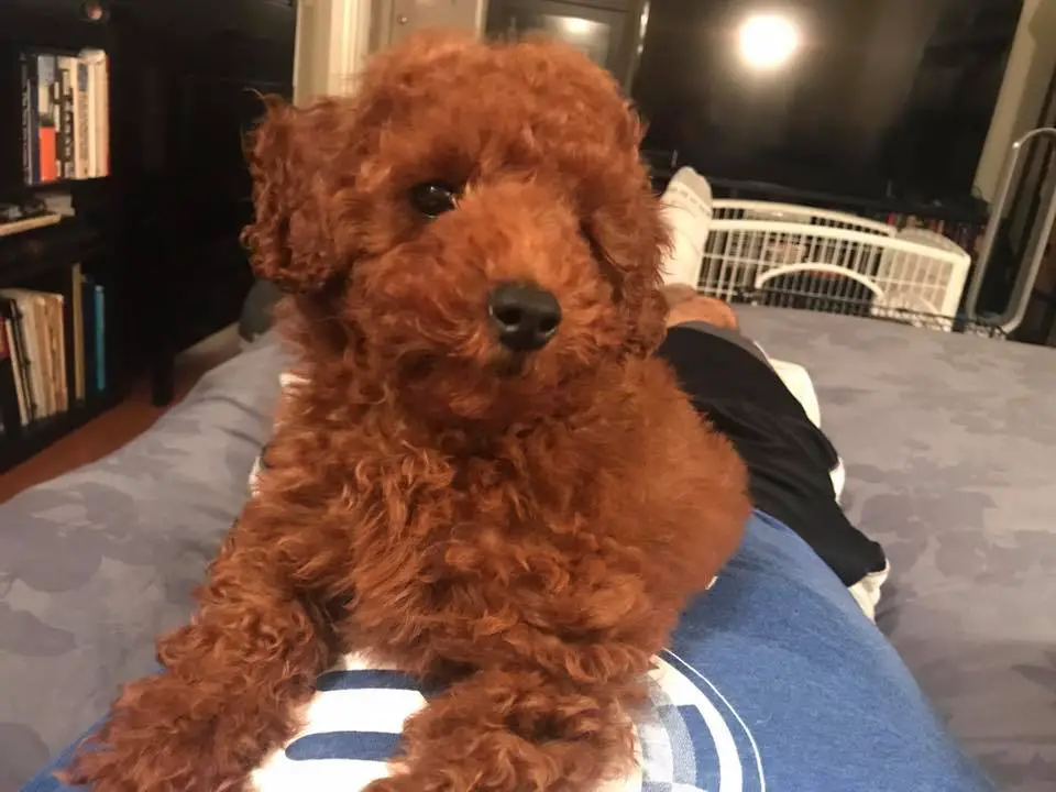 red Poodle puppy resting on top of a person's tummy