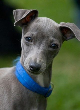 An Italian Greyhound puppy in the yard