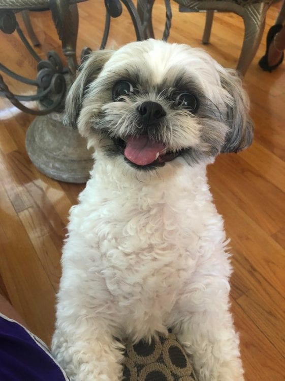 smiling shih tzu