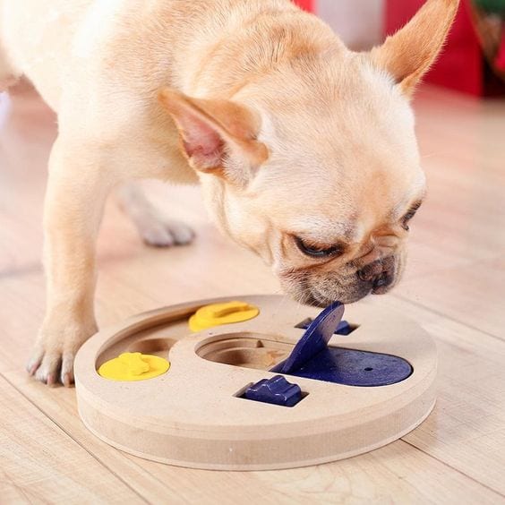 A French Bulldog playing with the puzzle toy on the floor