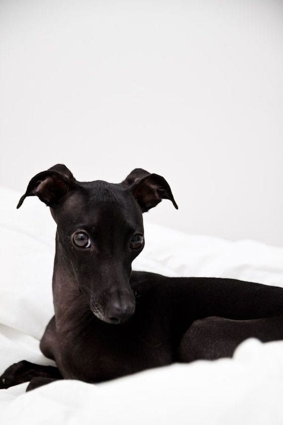 An Italian Greyhound lying on the bed