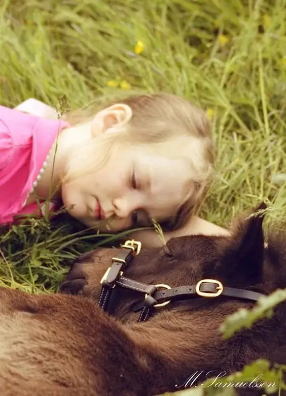 A little girl lying on the grass next to the horse