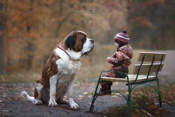 A toddler sitting on the bench at the park with a Saint Bernard sitting on the pavement in front of him