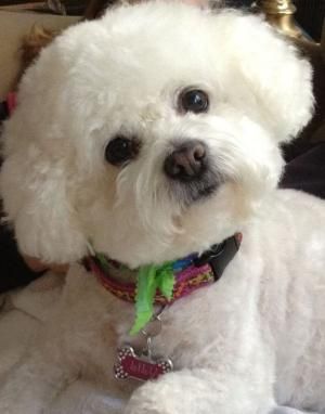 white Bichon Frise sitting on the couch