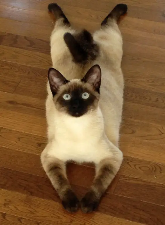 Siamese Cat lying on the floor