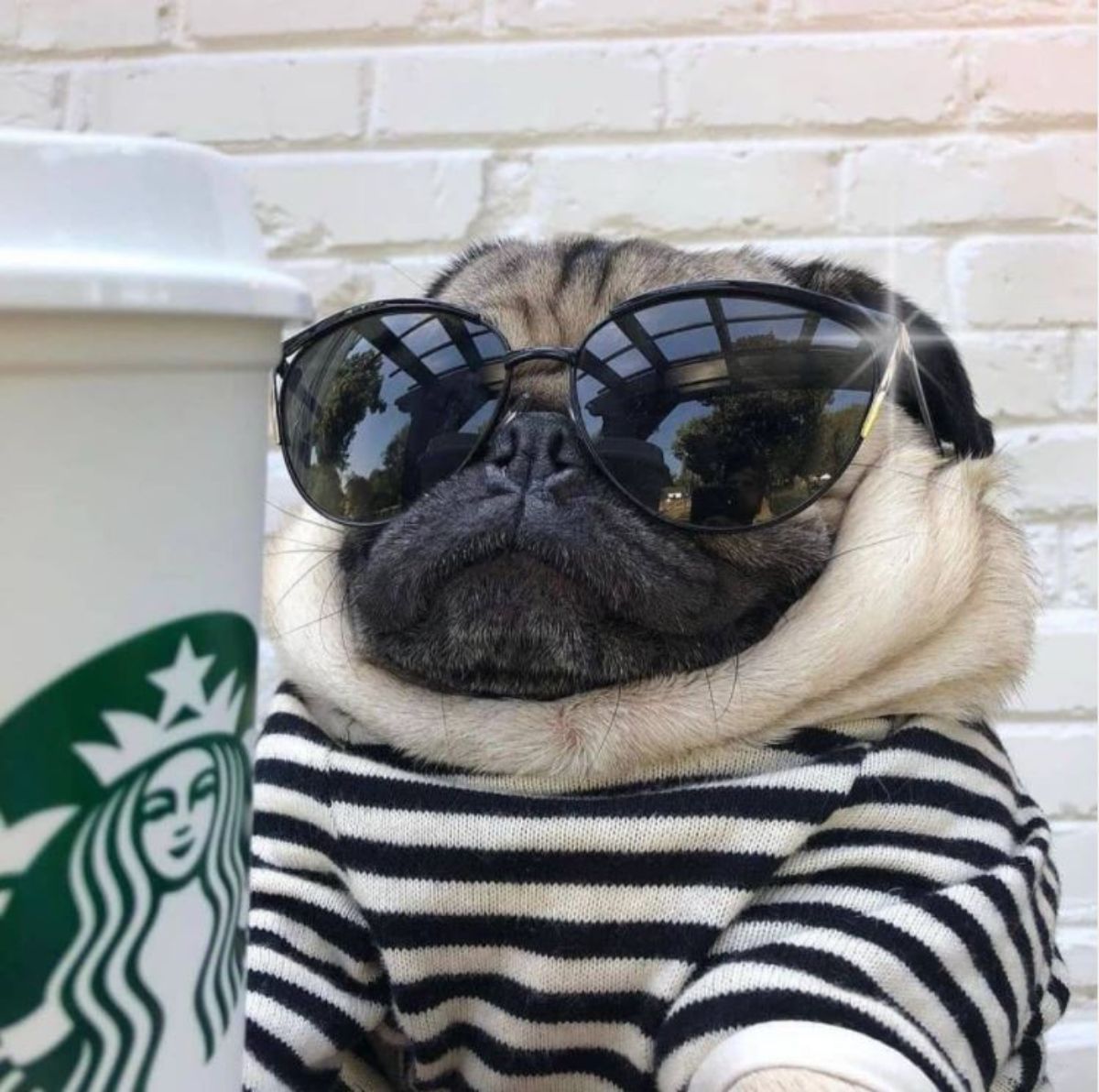pug wearing sunglasses and striped shirt behind a Starbucks coffee