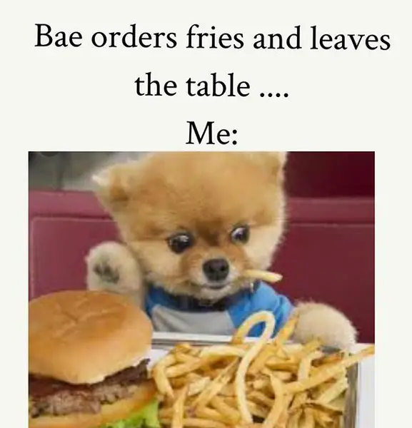 A Pomeranian sitting at the table with burger and fries in front of him and with caption - Bae orders fries and leaves the table.. Me: ...