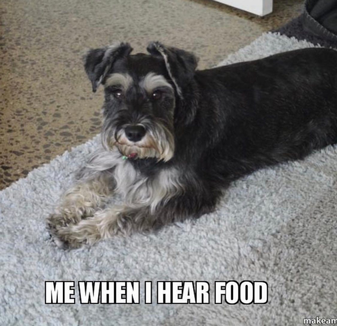 Schnauzer lying down on the carpet photo with a text