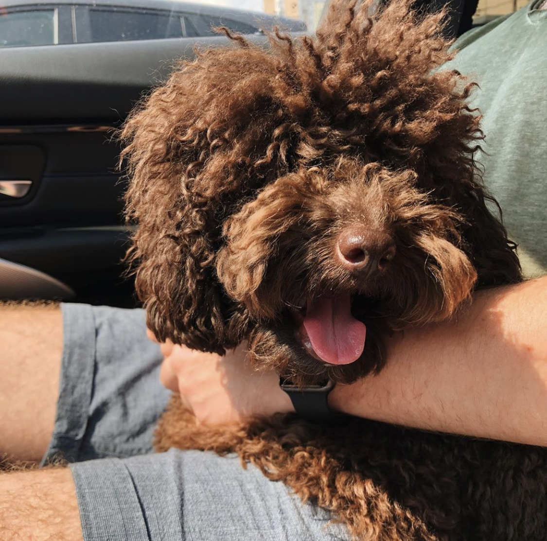 A brown Poodle lying on the lap of the person sitting on the passenger seat inside the car