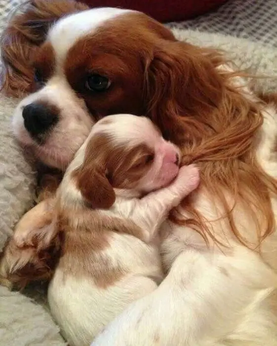 cavalier king charles spaniel mother with her new born puppy