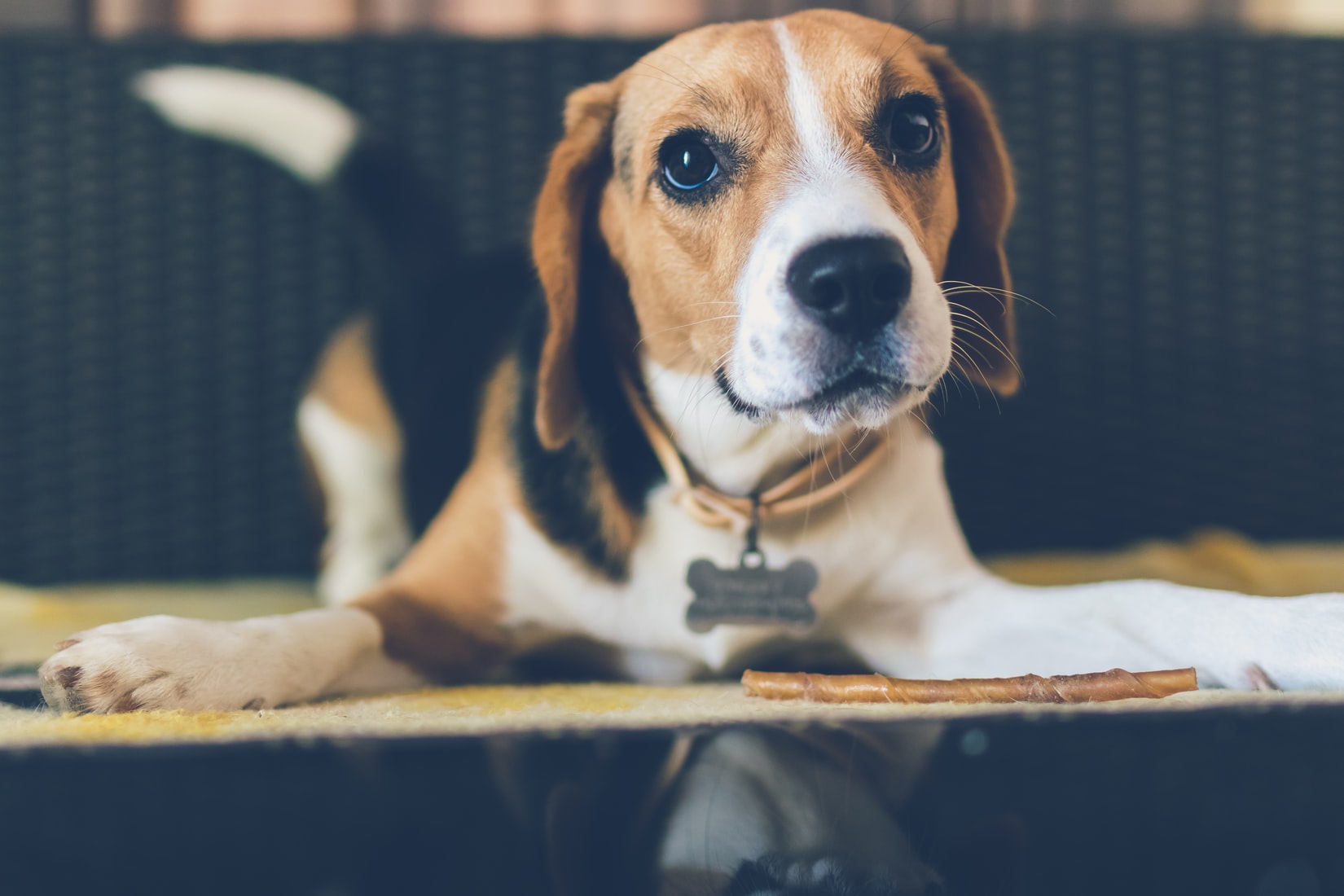 A Beagle lying on top of the table