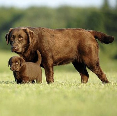 An adult and puppy Labrador Retriever in the field of grass