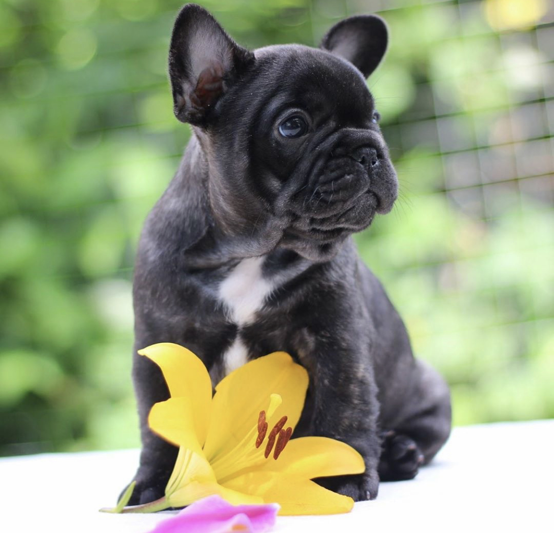 French Bulldog puppy sitting on the table with a flower in front of him