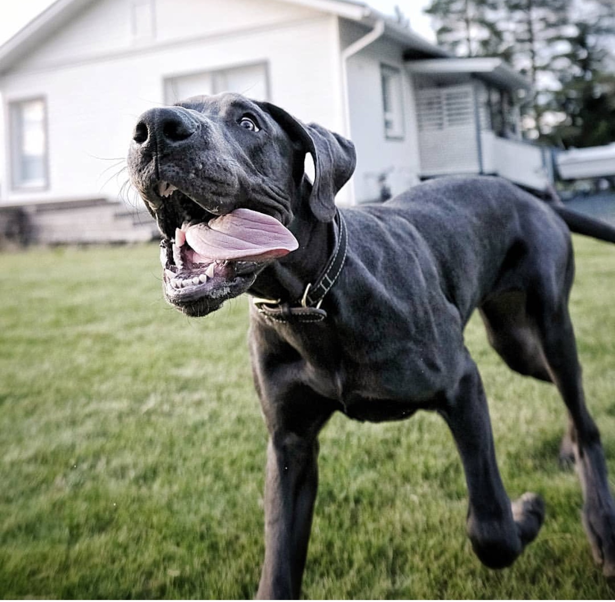 Great Dane running in the backyard with its mouth wide open and its tongue on the side of its mouth