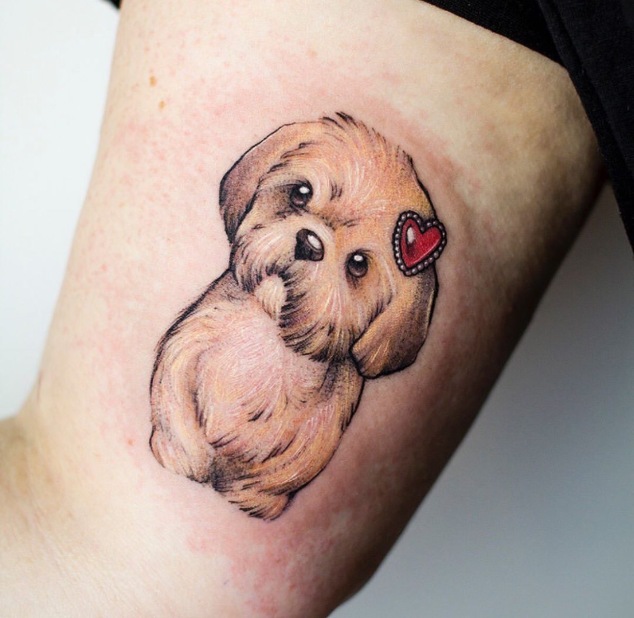tan colored Shih Tzu with red heart hairpin tattoo on the biceps