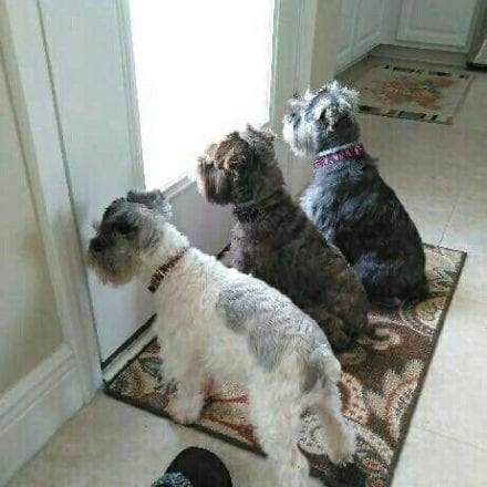 three Schnauzer waiting at the door 