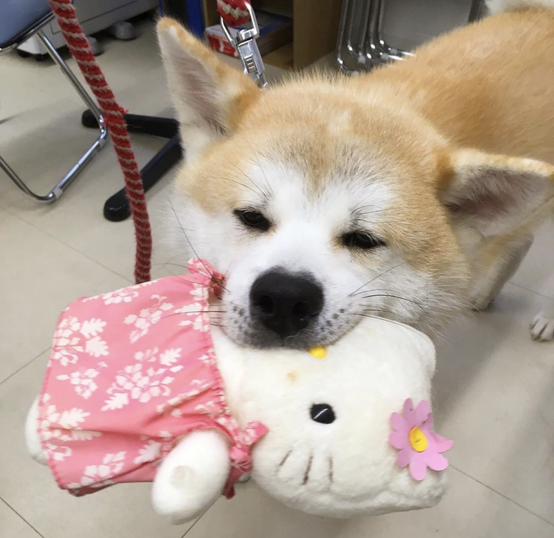 Akita Inu standing on the floor with a hello kitty stuffed toy in its mouth