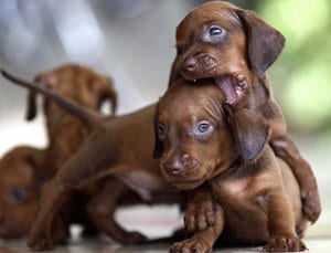 Dachshund puppies playing together in the garden
